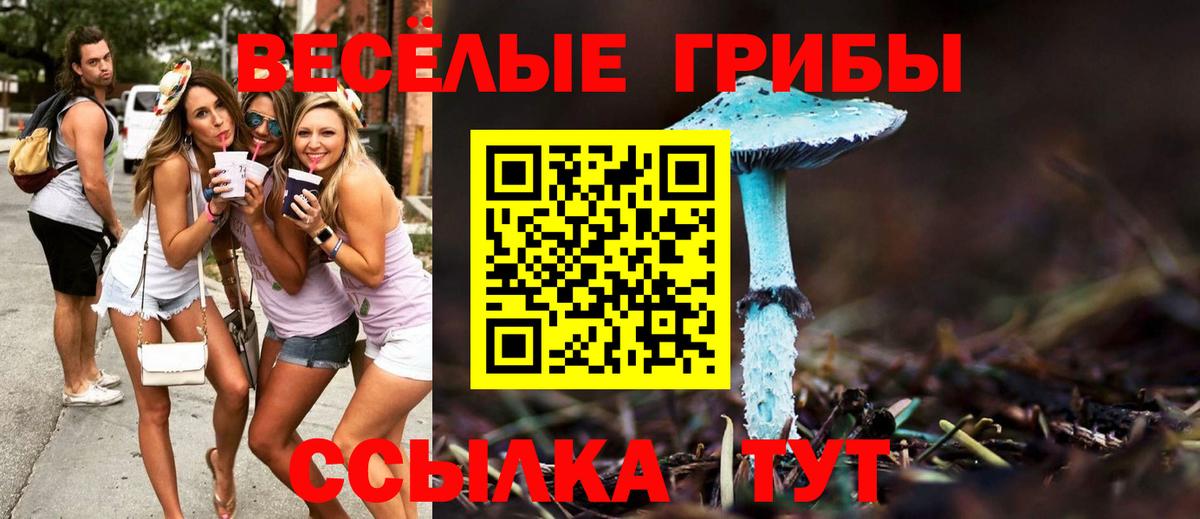 Псилоцибиновые грибы Psilocybe Владивосток